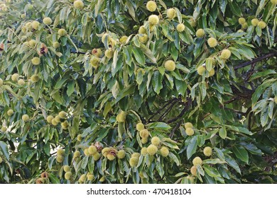 American Chestnut Fruits (Castanea Dentata)