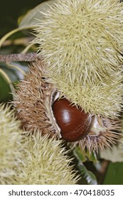 American Chestnut Nut (Castanea Dentata)