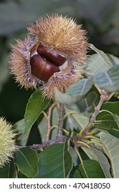 American Chestnut Nuts (Castanea Dentata)