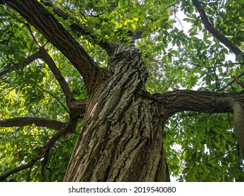 American Chestnut Tree Facing Up The Trunk