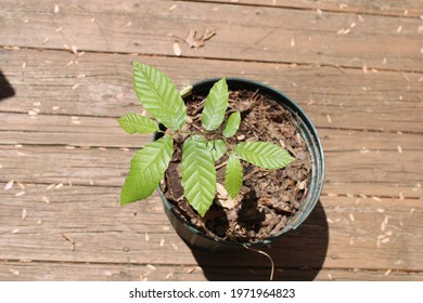 An American Chestnut Tree Sprout