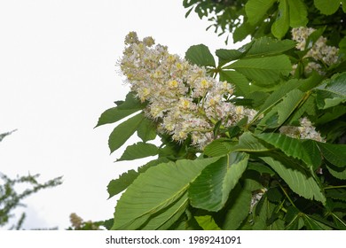 American Chestnut Tree With White Flowers In Spring