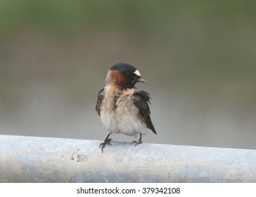 American Cliff Swallow