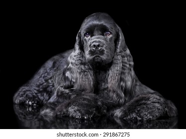 American Cocker Spaniel