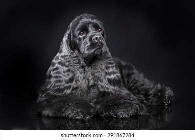 American Cocker Spaniel