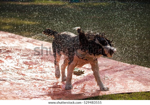 American Cocker Spaniel Stock Photo Edit Now 529483555