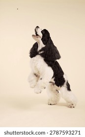 An American Cocker Spaniel dog performs an upright trick indoors. Soft beige background and expressive pose create premium commercial pet photography style.