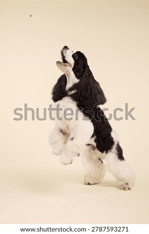 An American Cocker Spaniel dog performs an upright trick indoors. Soft beige background and expressive pose create premium commercial pet photography style.