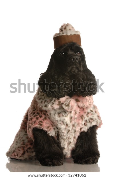 American Cocker Spaniel Dressed Fur Coat Stock Photo Edit Now