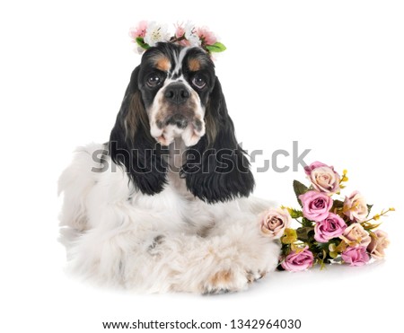 american cocker spaniel in front of white background