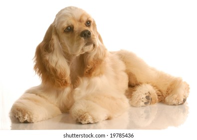 american cocker puppies for sale