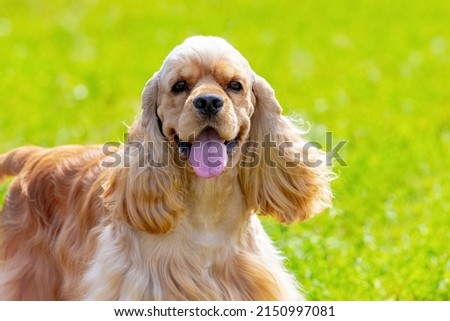 American Cocker Spaniel with long brown fur on a background of grass in sunny weather