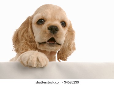 American Cocker Spaniel Puppy With Paw Up On White Background