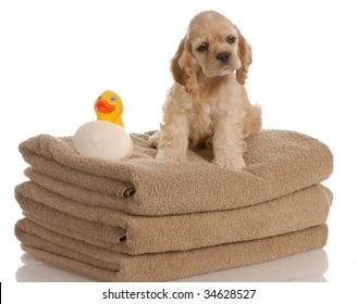 American Cocker Spaniel Puppy Ready For A Bath