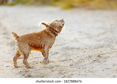 American Cocker Spaniel puppy shake off the water