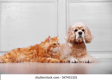 Golden Cocker Spaniel Images Stock Photos Vectors Shutterstock