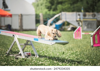 American Cocker Spaniel running through agility obstacles during summer competition. Dog professional training picture, active lifestyle and sport with pets - Powered by Shutterstock