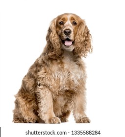 American Cocker Spaniel sitting in front of white background - Shutterstock ID 1335588284