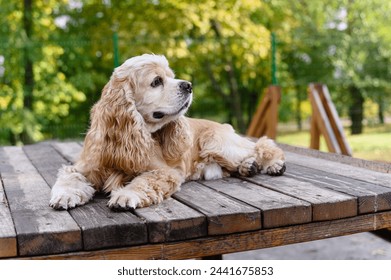 American Cocker Spaniel training in a specially equipped dog walking area. The dog lies on a wooden platform.