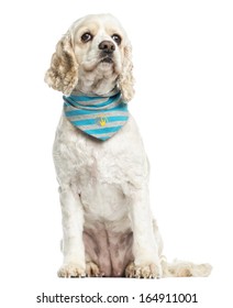 American Cocker Spaniel wearing a bandana, sitting, 3 years old, isolated on white
