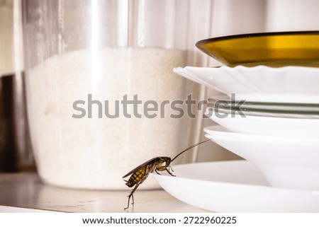 American cockroach inside the kitchen, walking on dirty dishes, insect and pest problem inside the house.