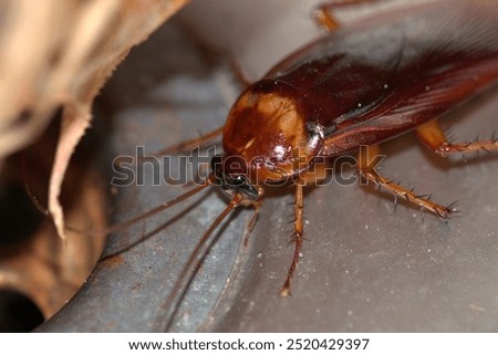 American Cockroach in the Kitchen