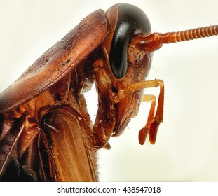 American Cockroach (Periplaneta Americana)