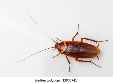 American cockroach - Periplaneta Americana isolated on white