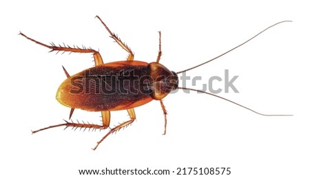 American cockroach (Periplaneta americana) isolated on a white background