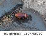 American cockroach (Periplaneta americana), known as the waterbug. It is also known as the ship cockroach, kakerlac, and Bombay canary.