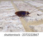 The American cockroach (Periplaneta americana) is the largest species of common cockroach, and often considered a pest.
