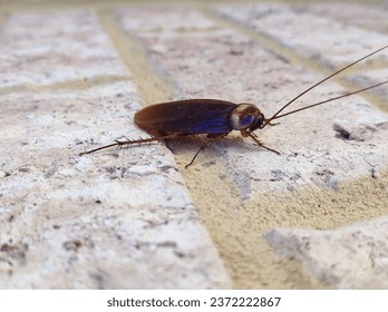 The American cockroach (Periplaneta americana) is the largest species of common cockroach, and often considered a pest.