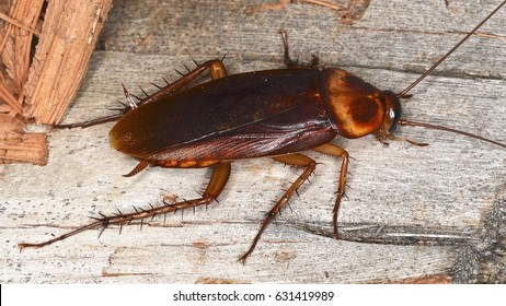 The American cockroach (Periplaneta americana), a species of most common household cockroaches.