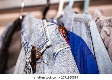 American Cockroaches In Wardrobe, Pest Problem And Insect Invasion In The Bedroom