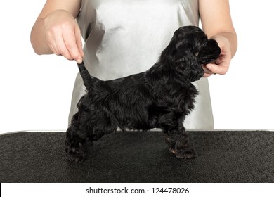 American Coker Spaniel Puppy With Professional Dog Handler Or Trainer.