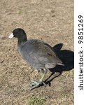 American coot.