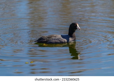 An American Coot close up swims in a marsh on Harsen's Island, Clay Township, Michigan.