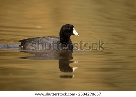 American coot, , Fulica americana, in Arizona, Agnieszka Bacal.