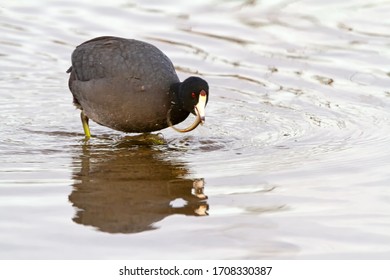 American Coot (Fulica Americana), Catching An Eel