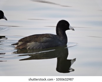 American Coot At Green Lane Reservoir In Montgomery County, PA