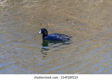 An American Coot, or Marsh Hen, swims in a marsh on Harsen's Island, Clay Township, Michigan.