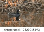 American Coot, nicknamed the mudhen, swims in riparian habitat with reflection in water of El Rio Preserve, a water management park in Marana, near Tucson, Arizona.