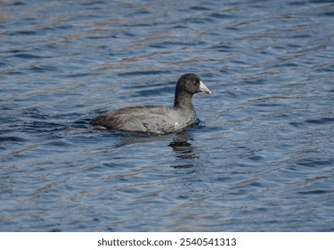 american coot on a lake - Powered by Shutterstock