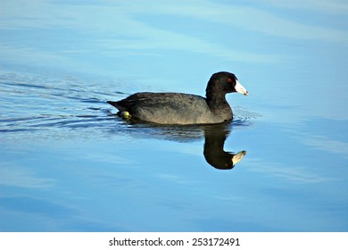 American Coot Photographed At A Lake In Tampa, FL. The Audubon Society Says The Coot Is Adaptable To Almost Any Aquatic Habitat: From Ponds, Marshes And Salt Bays To City Parks And Golf Courses.