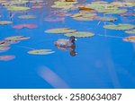 An American Coot in a Refuge Pond in the St Marks National Widllife Refuge in Florida