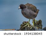 AN AMERICAN COOT RUFFLING ITS FEATHERS STANDING ON A ROCK IN A MURKY LAKE