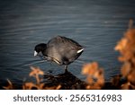 American Coot self grooming on calm shore, surrounded by dead plants contrasting the blue background from the lake. image was taken at lake mead with a Nikon D3500 Nikkor 70-300mm f4.5-5.6.