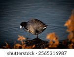 American Coot self grooming on calm shore, surrounded by dead plants contrasting the blue background from the lake. image was taken at lake mead with a Nikon D3500 Nikkor 70-300mm f4.5-5.6.