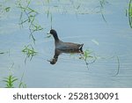 An American Coot Swimming in a Wetland Pond in Horicon Marsh in Wisconsin