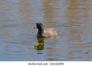 An American Coot swims in a marsh on Harsen's Island, Clay Township, Michigan.